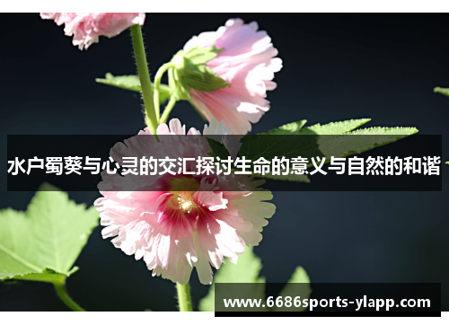 水户蜀葵与心灵的交汇探讨生命的意义与自然的和谐